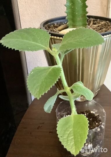 Комнатные цветы излишки