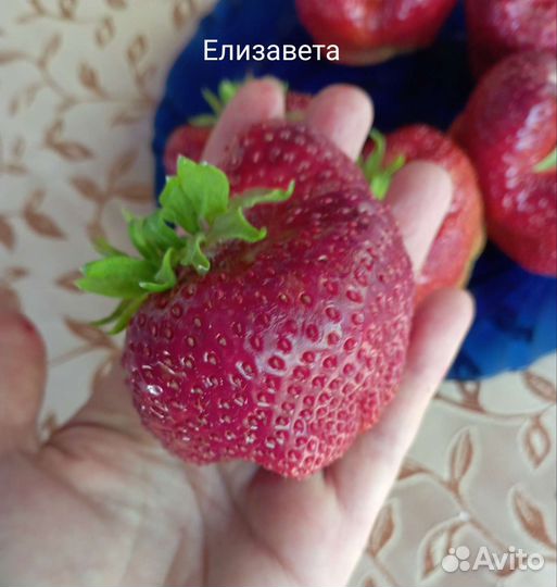 Рассада клубники земляники садовой