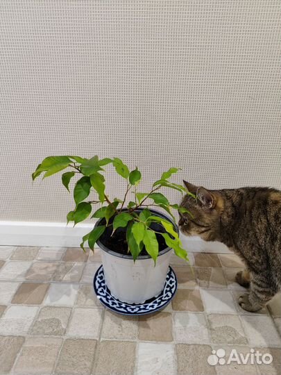 Фикус бенджамина голден моник