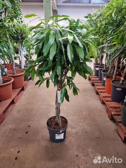 Фикус бинн Амстел Кинг Дерево красивое