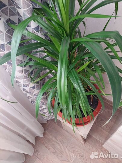 Панданус винтовая пальма