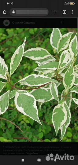 Отводки дерен белый