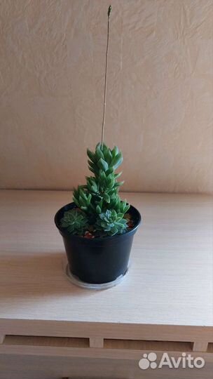 Кактусы микс, суккуленты