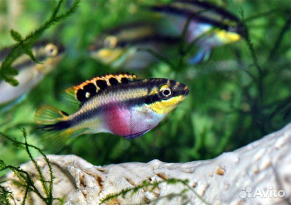 Пельвикахромис