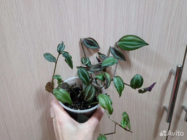 Традисканция