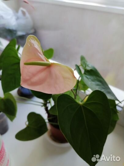 Антуриум,аглаонема