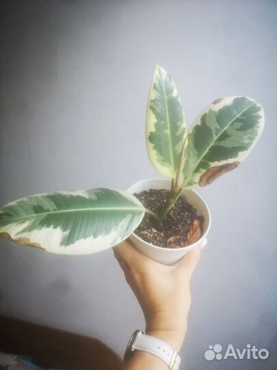 Фикус каучуконосный, эластика, денежное дерево