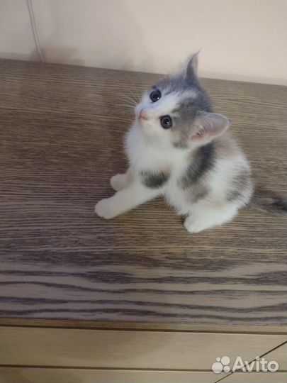 Котенок