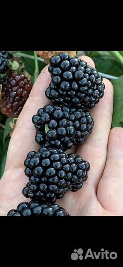 Саженцы ежевики