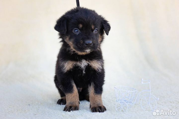 Малыши ищут дом