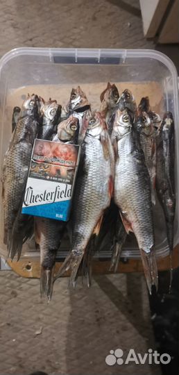 Чебак вяленый