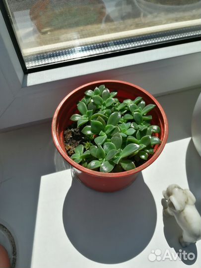 Суккуленты