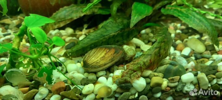 Моллюск двустворчатый в аквариум