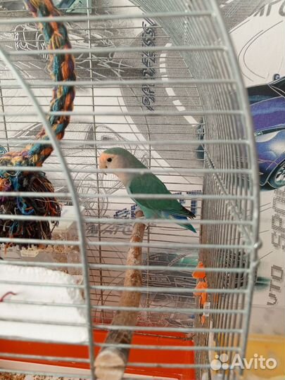 Попугаи неразлучники