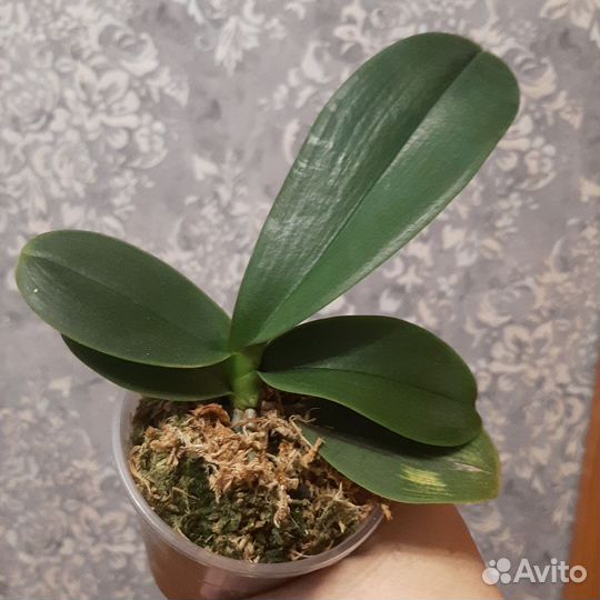 Орхидея Spotted batterfly stem prop