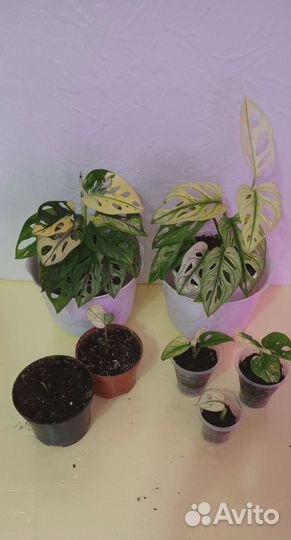 Монстера Альба Калатея Миракл, Вайт фьюженАглоанем