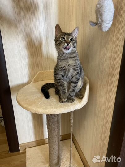 Чудесная тигрулька в ответственные ручки