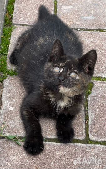 Котёнок, маленькая принцесска, малышка ищет семью