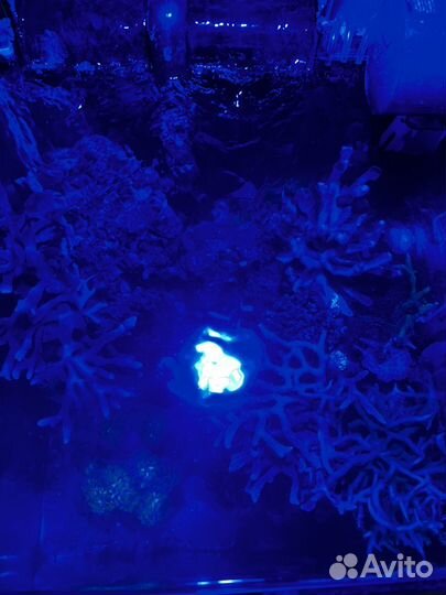 Морской аквариум 60л с живностью