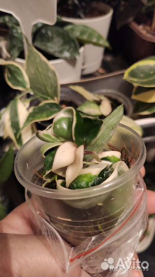 Комнатные растения ч.2:Хойя,церопегия,дисхидия идр