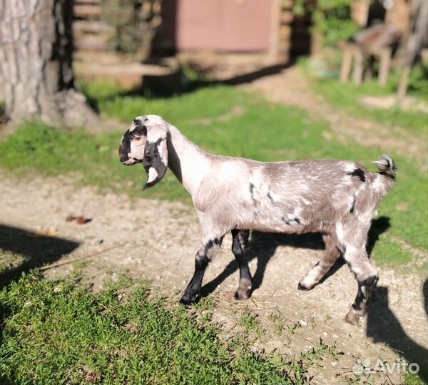 Козочка и козлик англонубийские