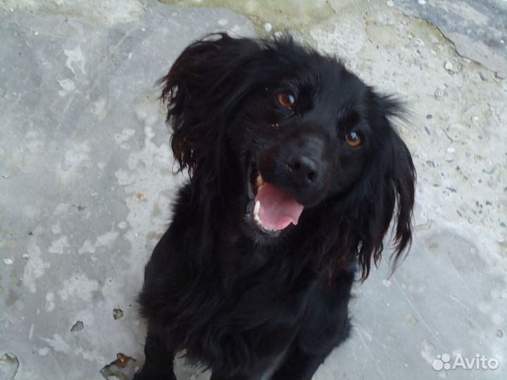 Передержка животных на время отпуска