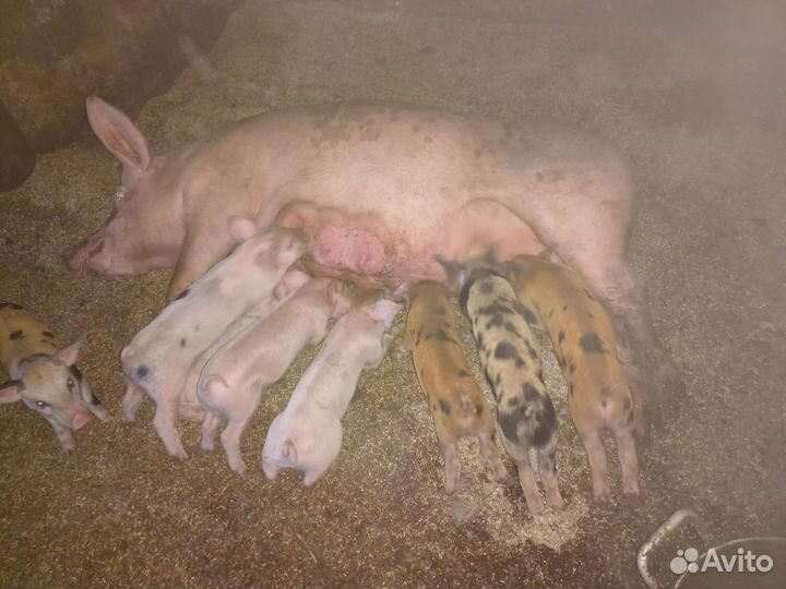 Поросята