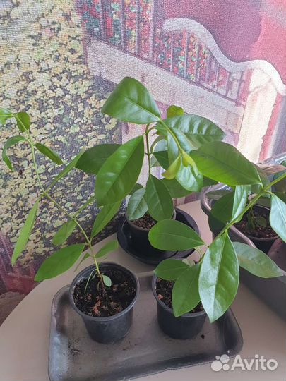 Гуава лимонная