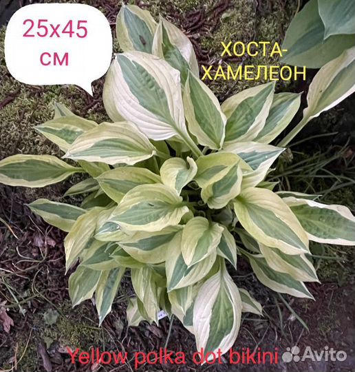 Хосты серии 
