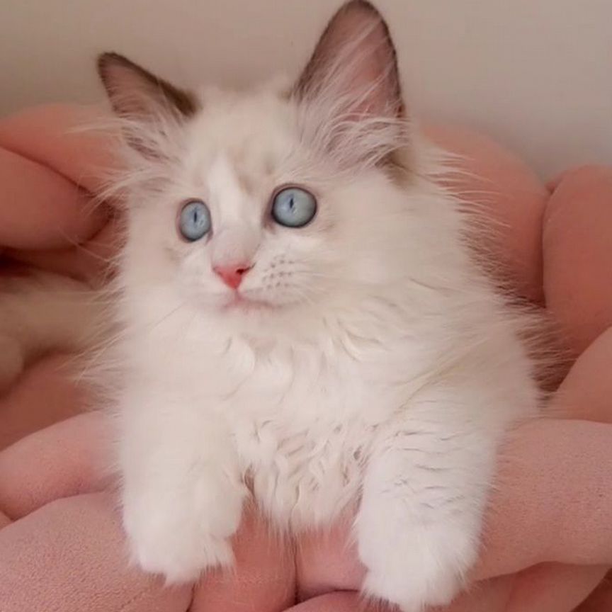 Котята рэгдолл. Девочка ragdoll. Регдолл