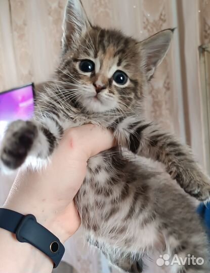 Кошки в добрые руки