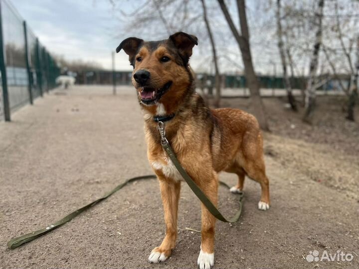 Приютский пес ищет хозяев