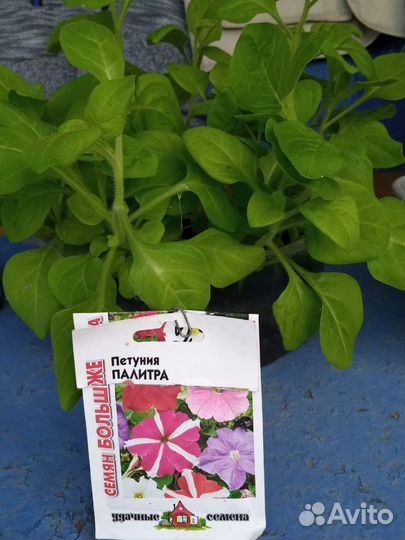 Рассада помидор, перца и питунья