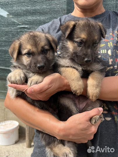 Щенки немецкой овчарки