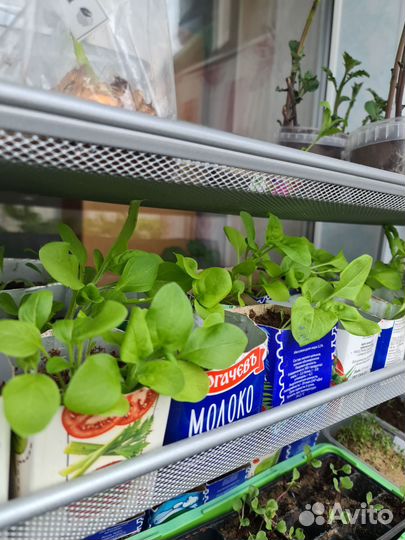 Петунья смесь