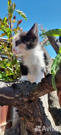 Кошечка в добрые руки
