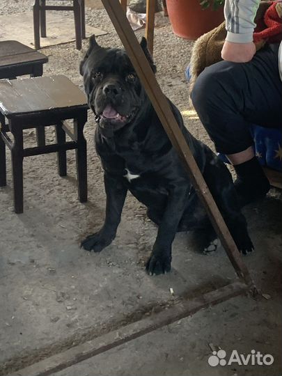 Собака кане корсо