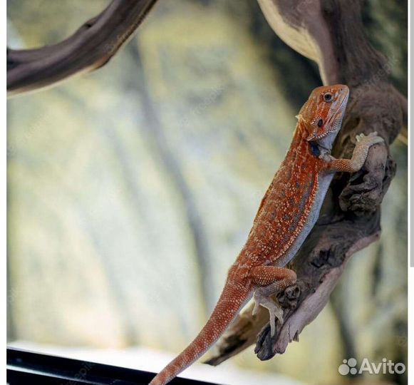 Агама и террариум