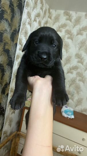 Лабродоры щенки