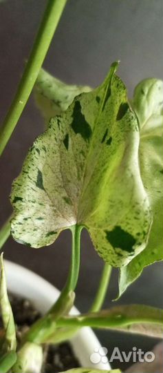 Сингониум Серый Призрак