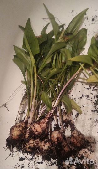 Спалафитум