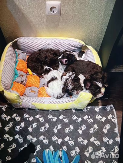 Щенки бивер йорка биро