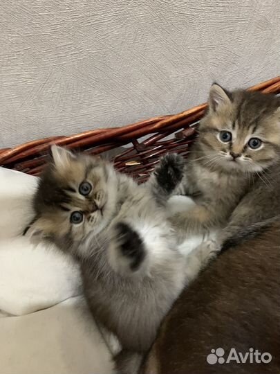 Шотландские котята