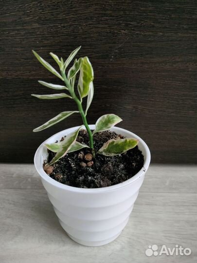 Комнатные цветы в ассортименте