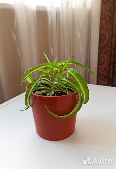 Хлорофитум кудрявый бонни