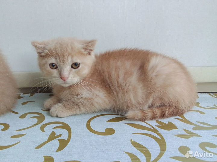 Персиковый котенок девочка