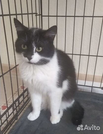 Юный очаровательный котик Сеня ждёт свою семью