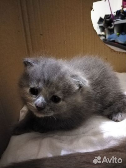 Вислоушки котята