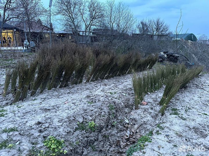 Подвой алычи