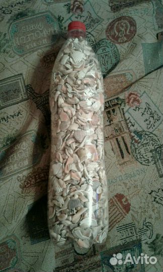 Морские ракушки собранные вручную